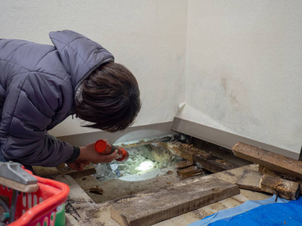Best Emergency Mold Remediation  in Nutter Fort, WV