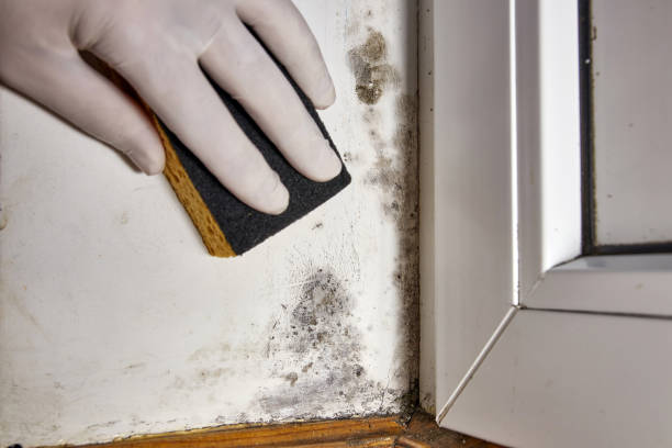 Asbestos and Lead Testing During Mold Inspection in Nutter Fort, WV