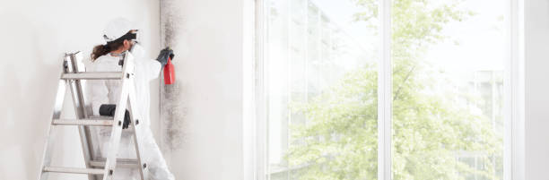 Best Real Estate Mold Inspection  in Nutter Fort, WV